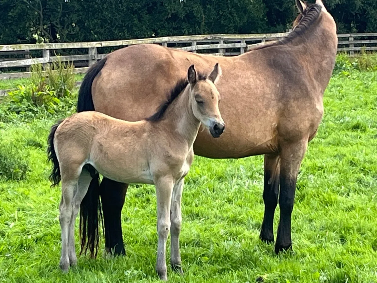 Dun connemara mare,dun colt and in foal - Image 2