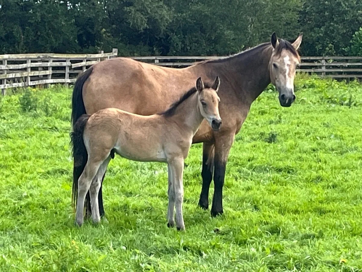 Dun connemara mare,dun colt and in foal - Image 3