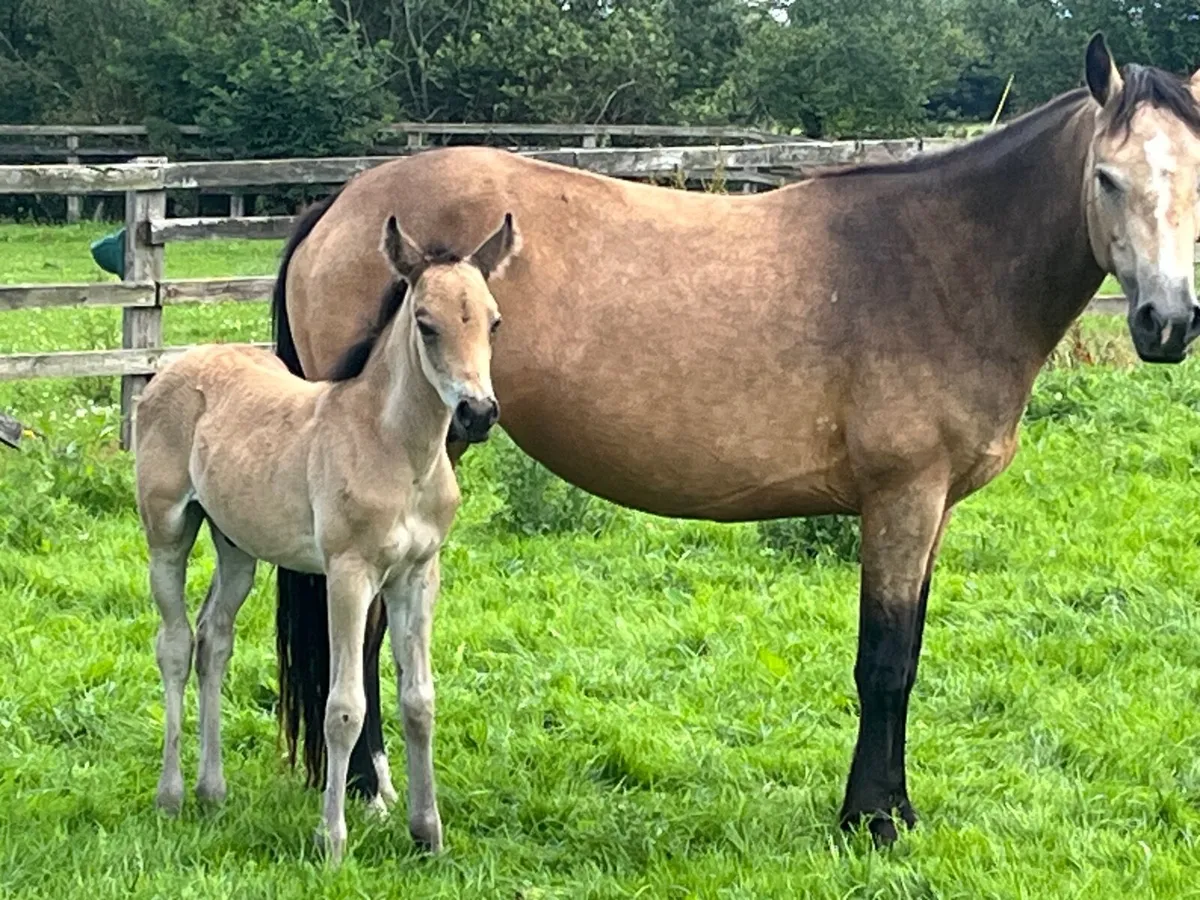 Dun connemara mare,dun colt and in foal - Image 4