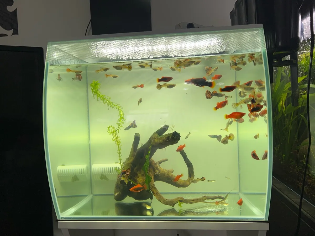 Aquarium