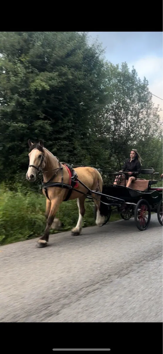 Ride & Drive cob - Image 3