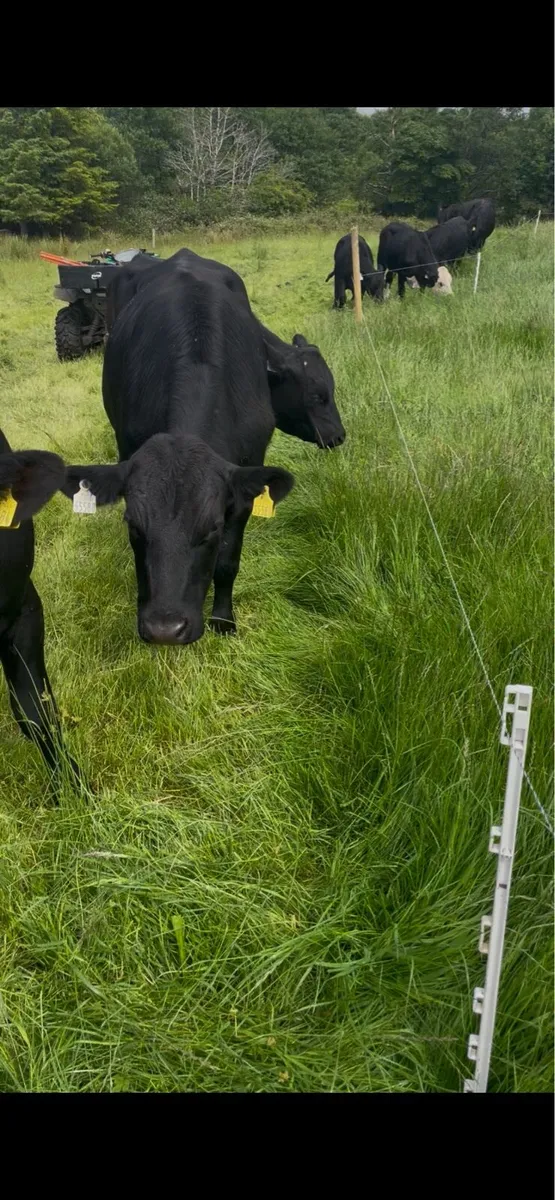 Bullocks AAX, - Image 1