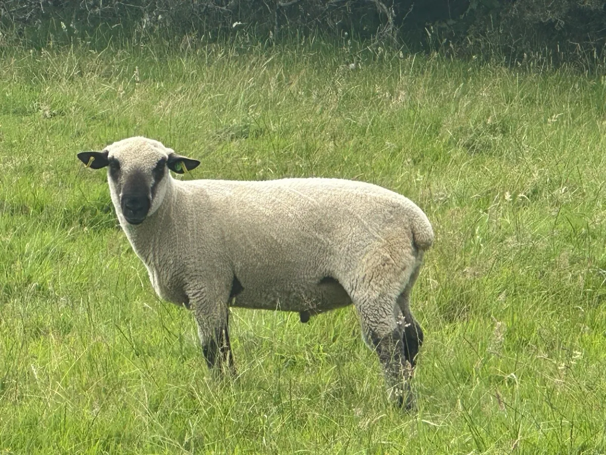 Hampshire down hoggot ram - Image 1