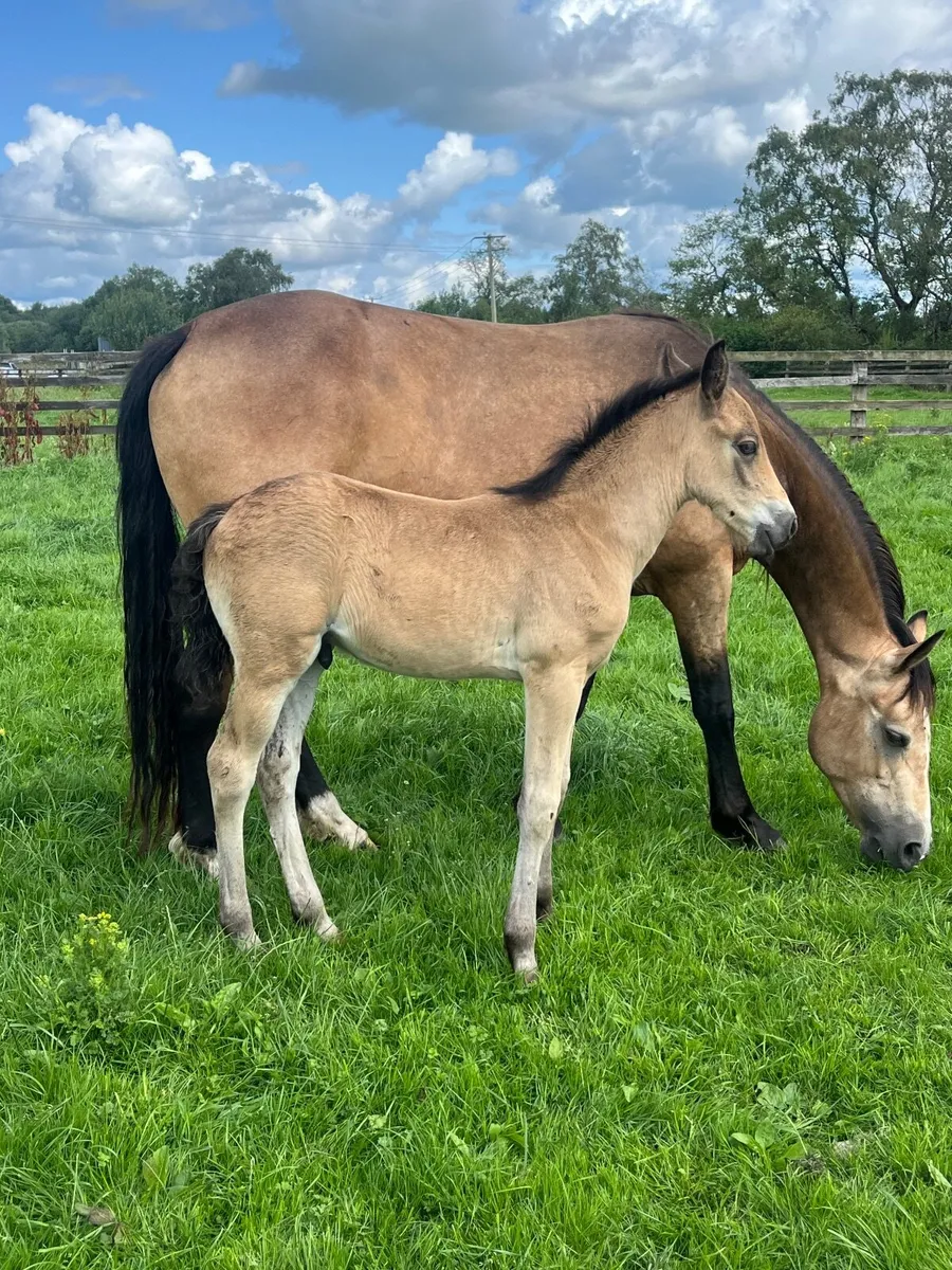 Dun connemara mare,dun colt and in foal - Image 1