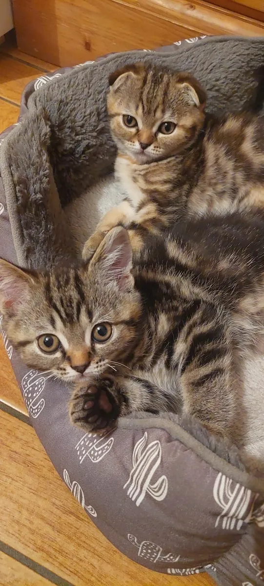 Scottish fold and straight kittens - Image 2