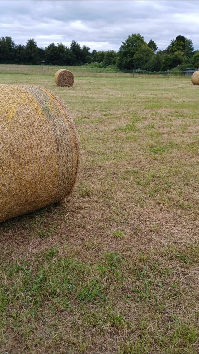 Hay - Image 1