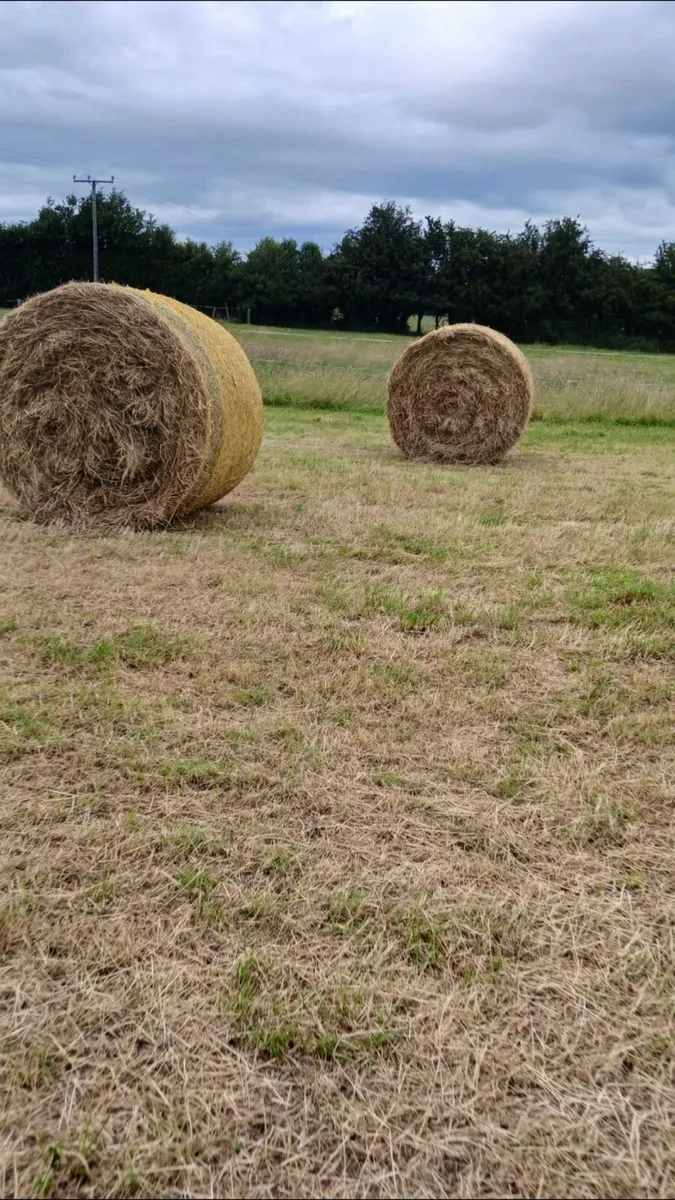 Hay - Image 2