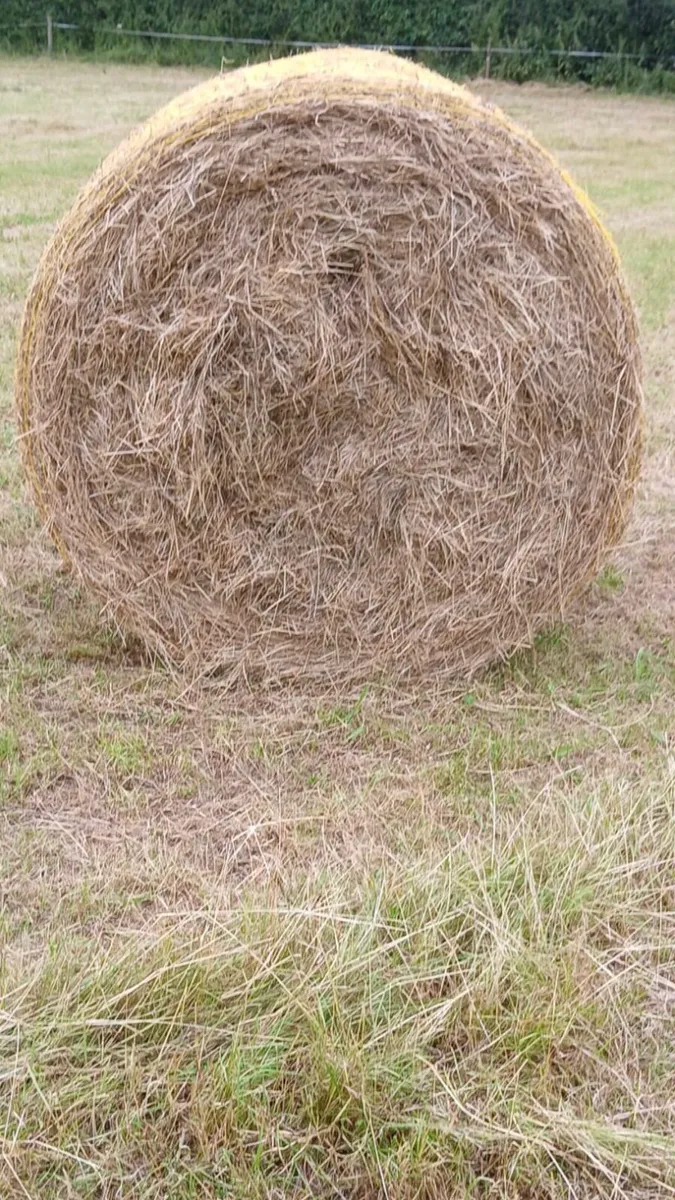 Hay - Image 3