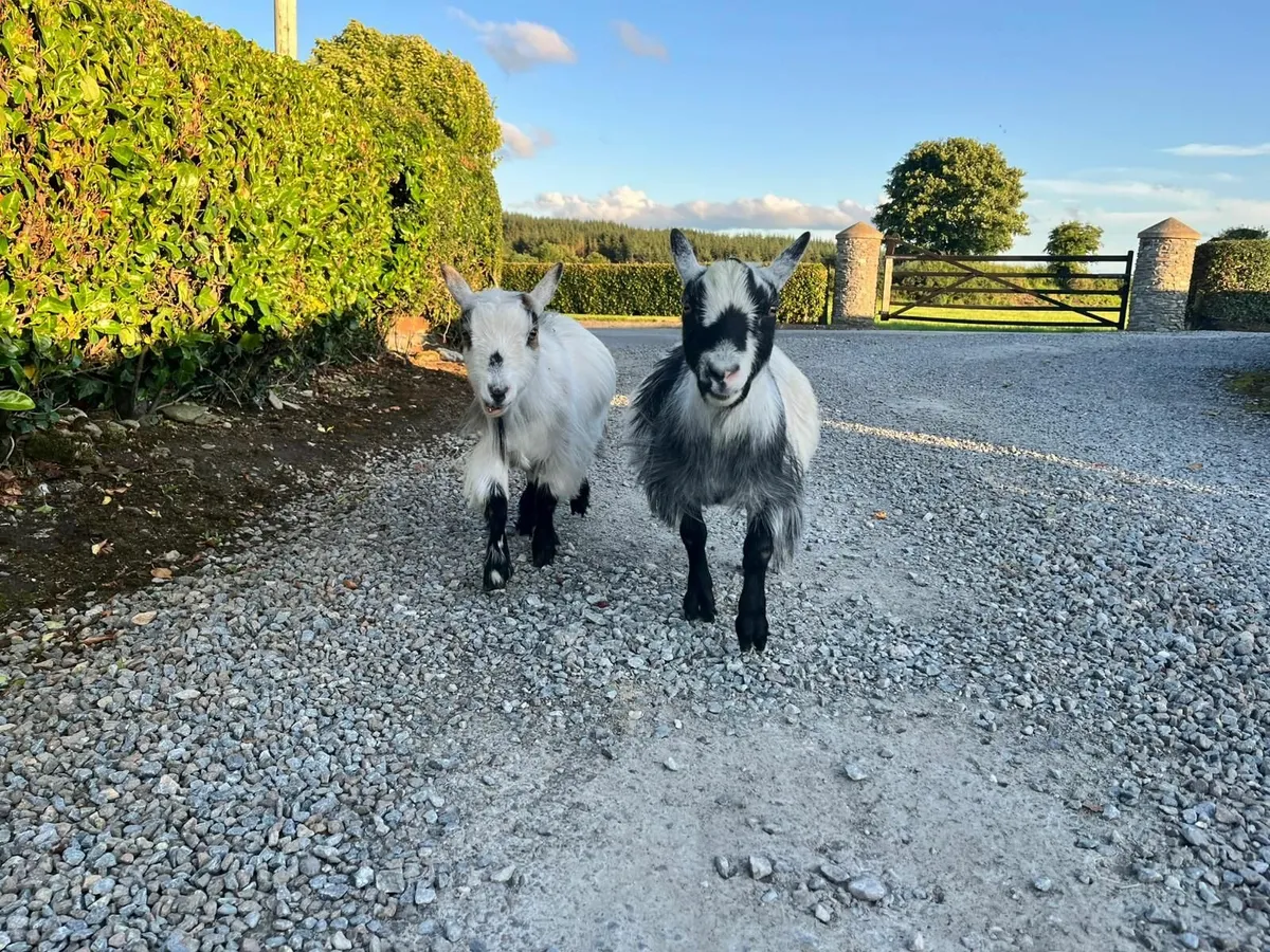 Pygmy goats