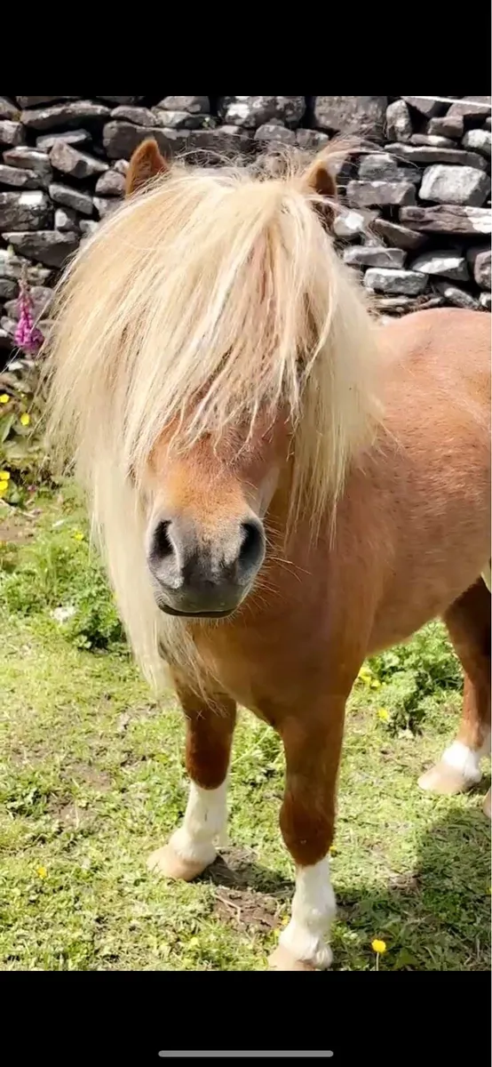 Two small pony’s - Image 1