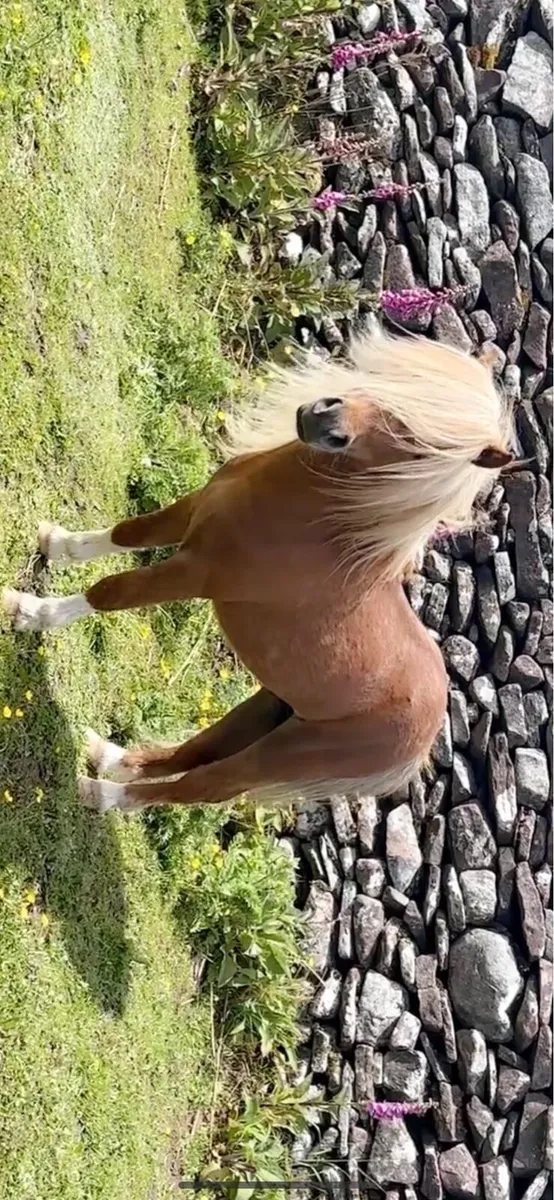 Two small pony’s - Image 2