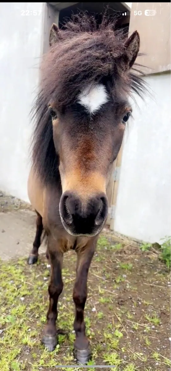 Two small pony’s - Image 3