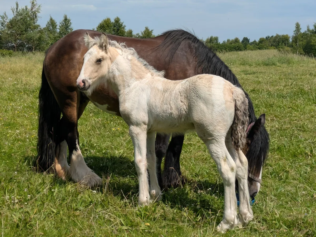 Mare & Foal - Image 1