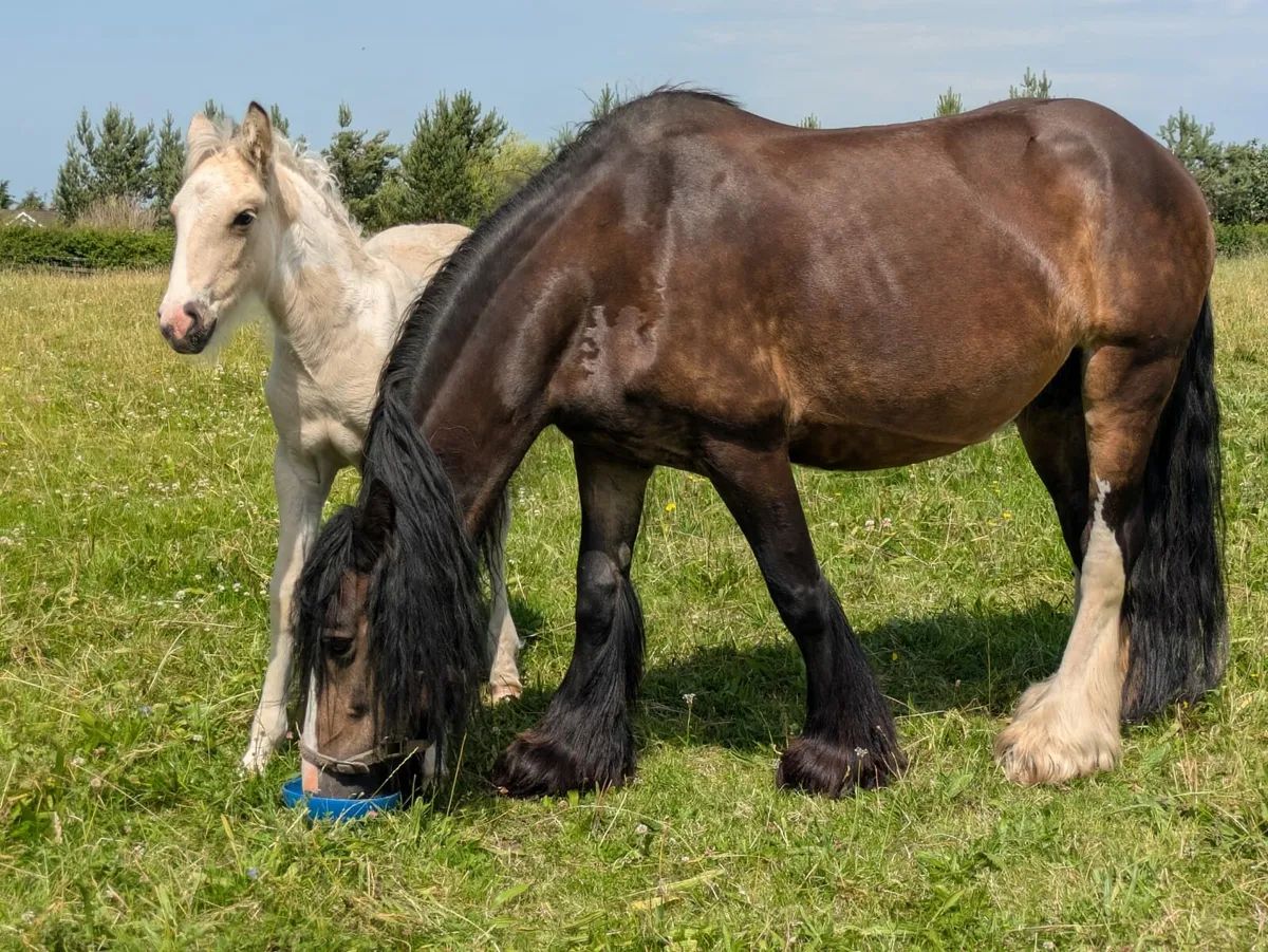 Mare & Foal - Image 2