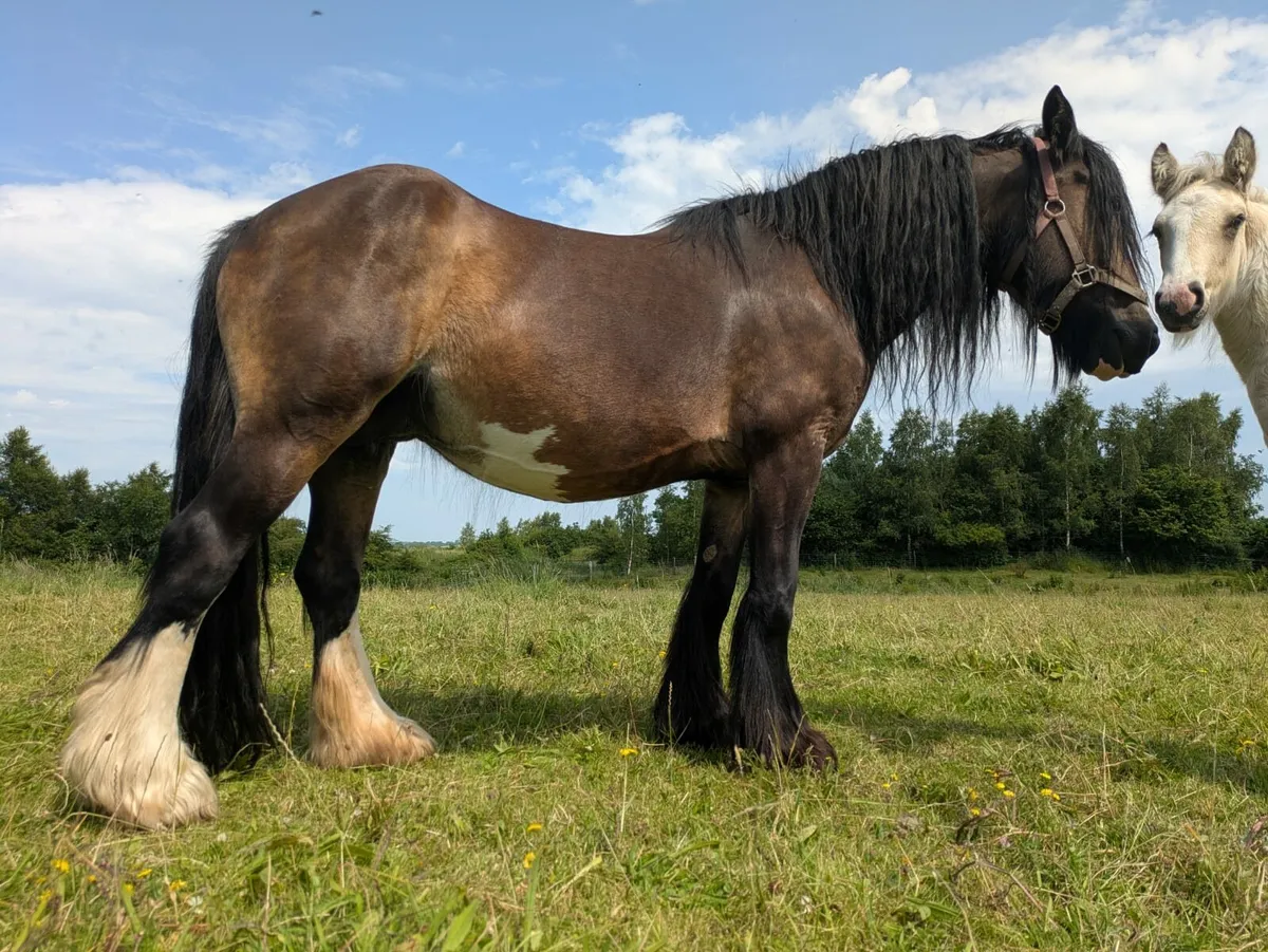 Mare & Foal - Image 3