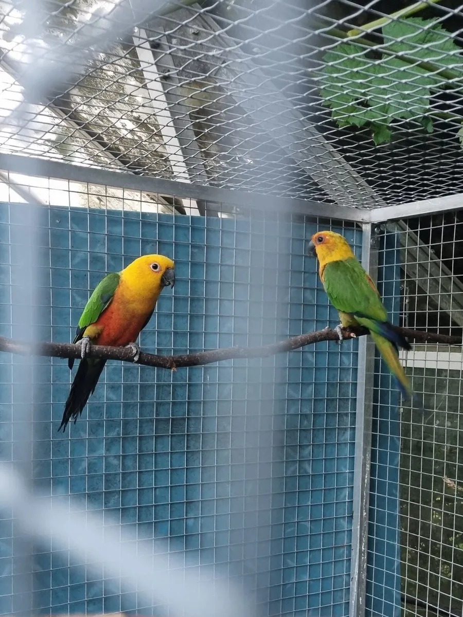 Jenday Conure Parrot Pairs - Image 1
