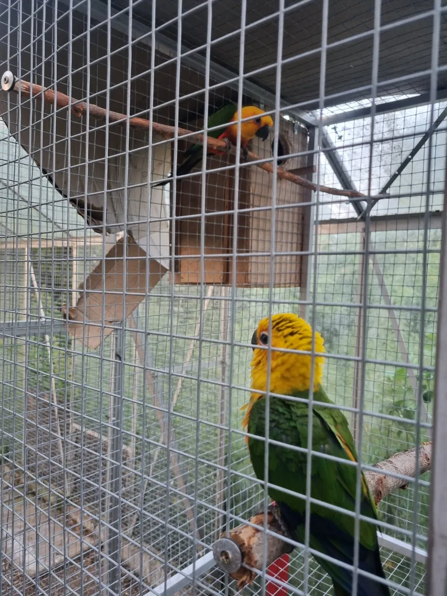 Jenday Conure Parrot Pairs - Image 2