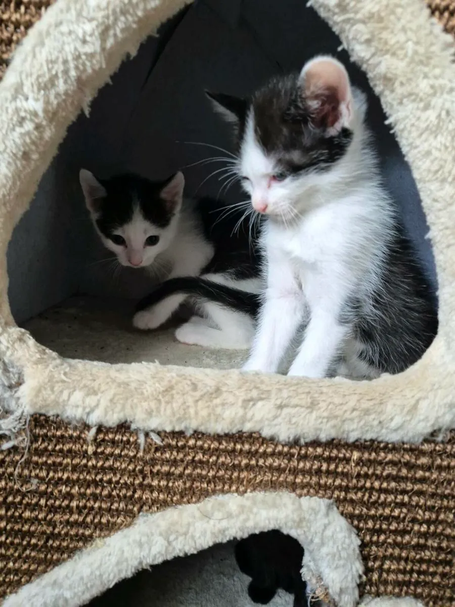 Beautiful kittens - Image 2