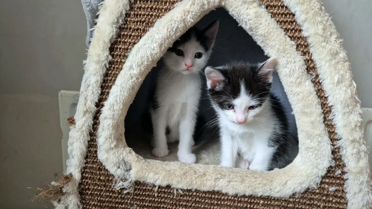 Beautiful kittens - Image 3