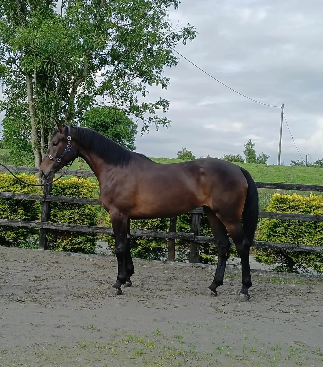 3 Year Old Filly (Lot 586 Goresbrige 4th July) - Image 1