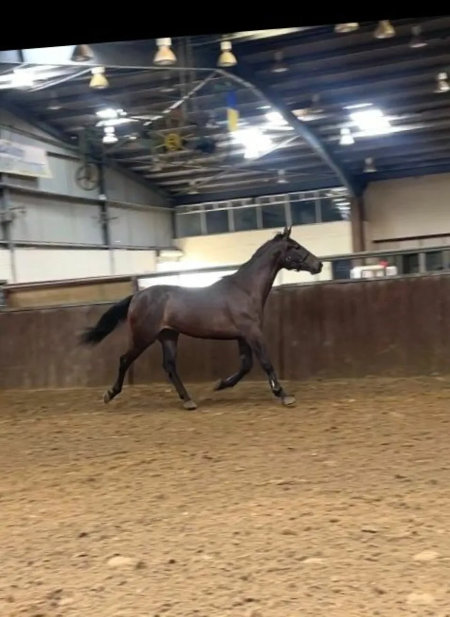 3 Year Old Filly (Lot 586 Goresbrige 4th July) - Image 3