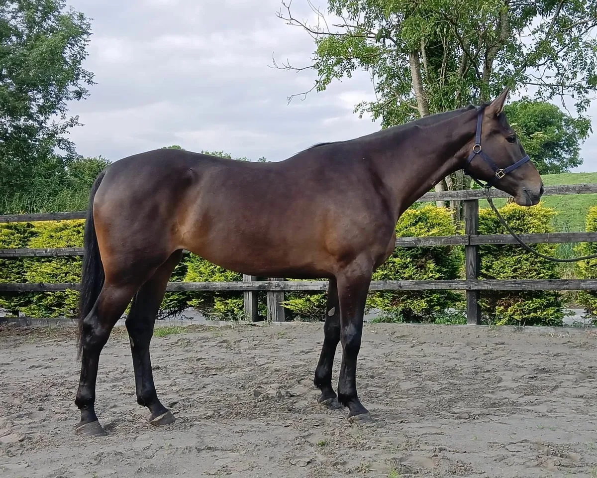 3 Year Old Filly (Lot 586 Goresbrige 4th July) - Image 4