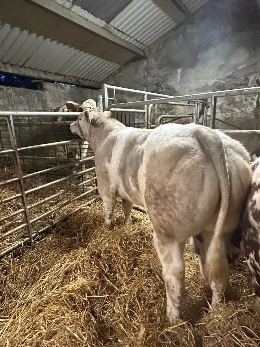 Cow scanning