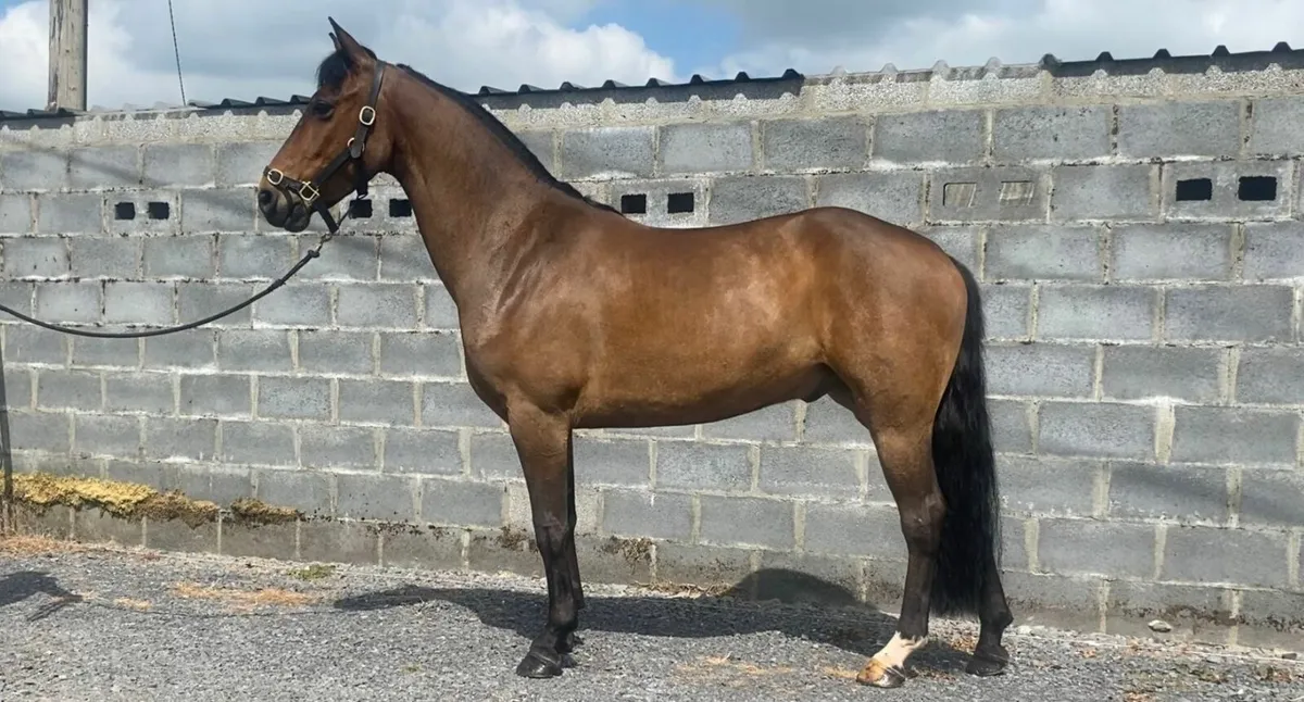 Smashing 4yo Connemara Gelding - Image 1