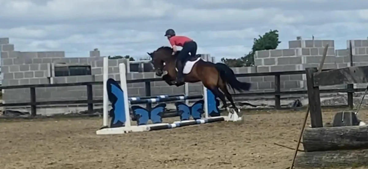 Smashing 4yo Connemara Gelding - Image 4