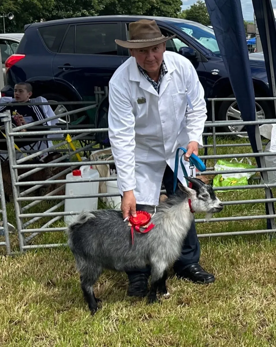 Pygmy goat male - Image 1