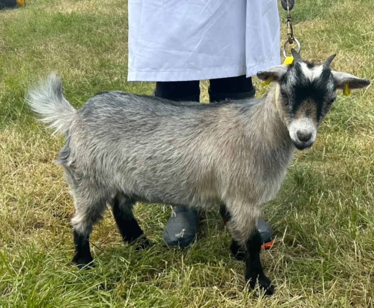Pygmy goat male - Image 3