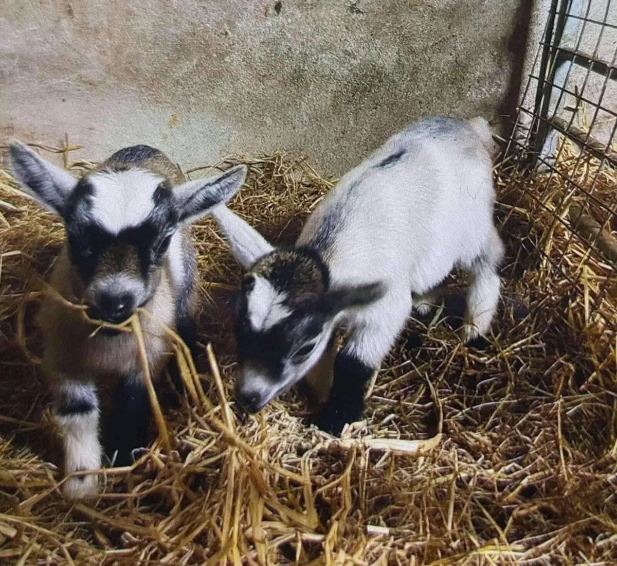 Pygmy goat male - Image 4