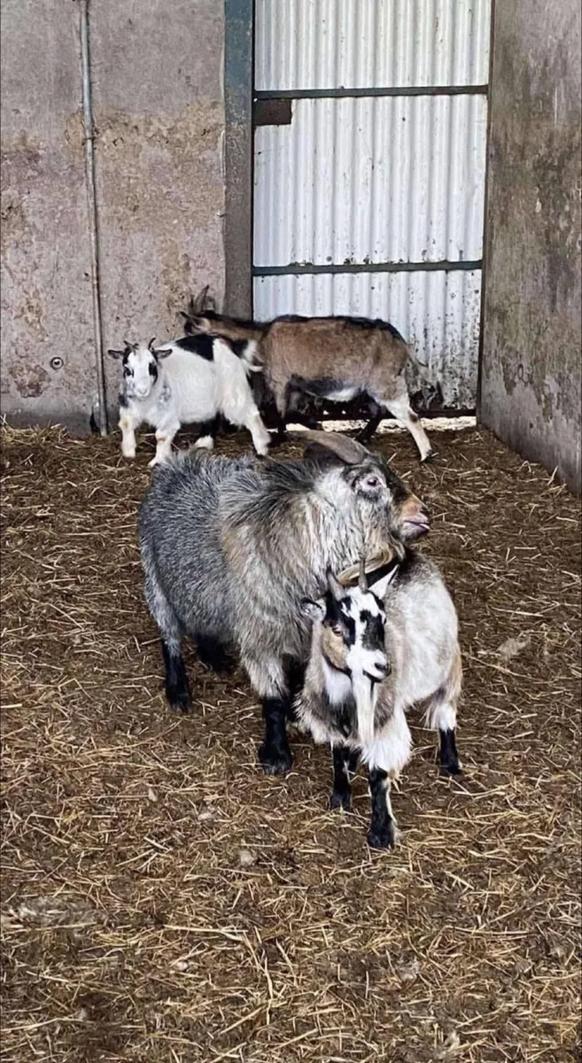 Pygmy goat male - Image 2
