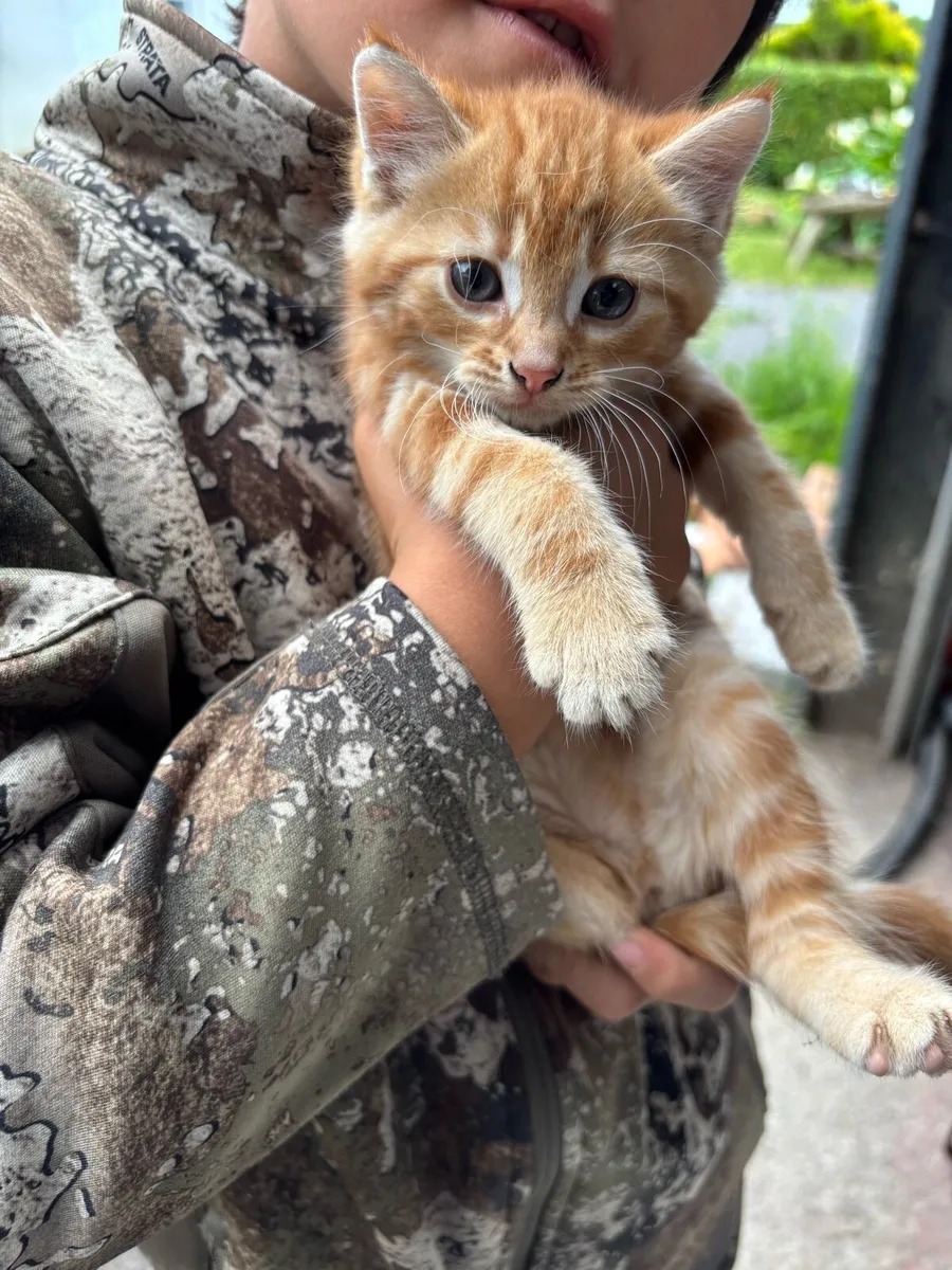 Kittens - Image 1