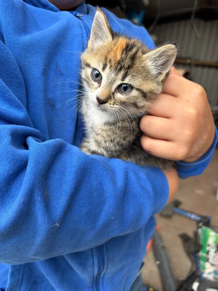 Kittens - Image 2