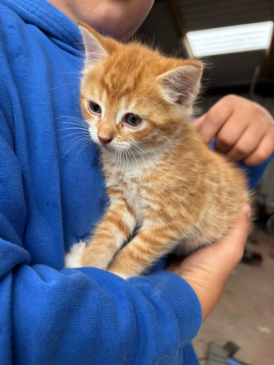 Kittens - Image 3