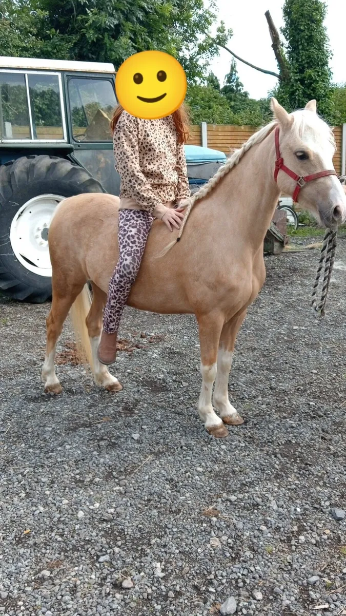 Palomino Filly - Image 1