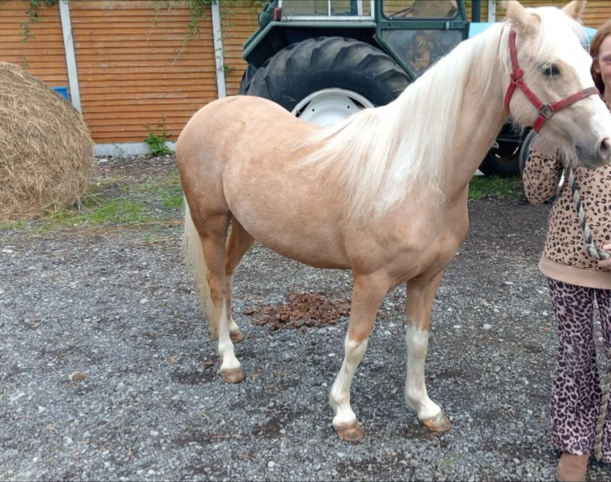 Palomino Filly - Image 2