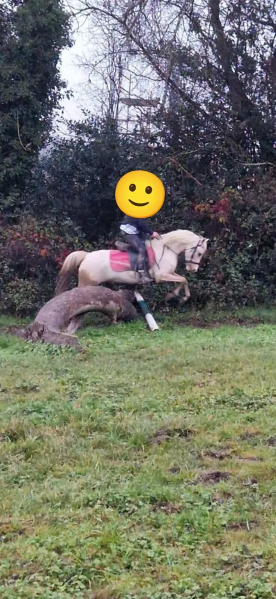 Palomino Filly - Image 4