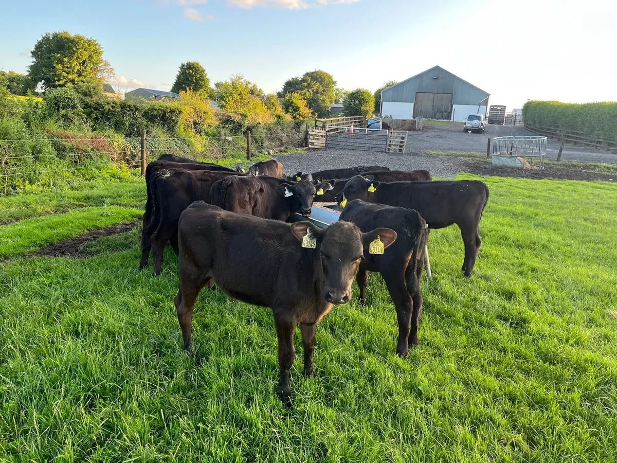 15 4 month Old Super Angus heifer Runners for sale - Image 2