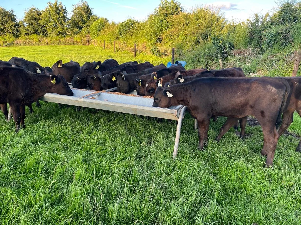 15 4 month Old Super Angus heifer Runners for sale - Image 1