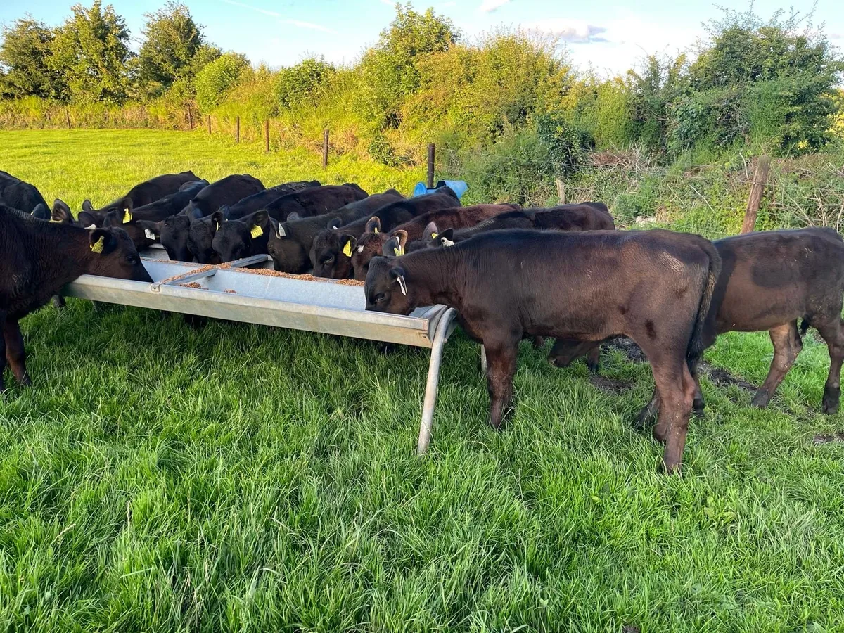15 4 month Old Super Angus heifer Runners for sale - Image 3