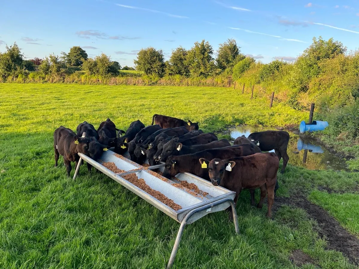 15 4 month Old Super Angus heifer Runners for sale - Image 4