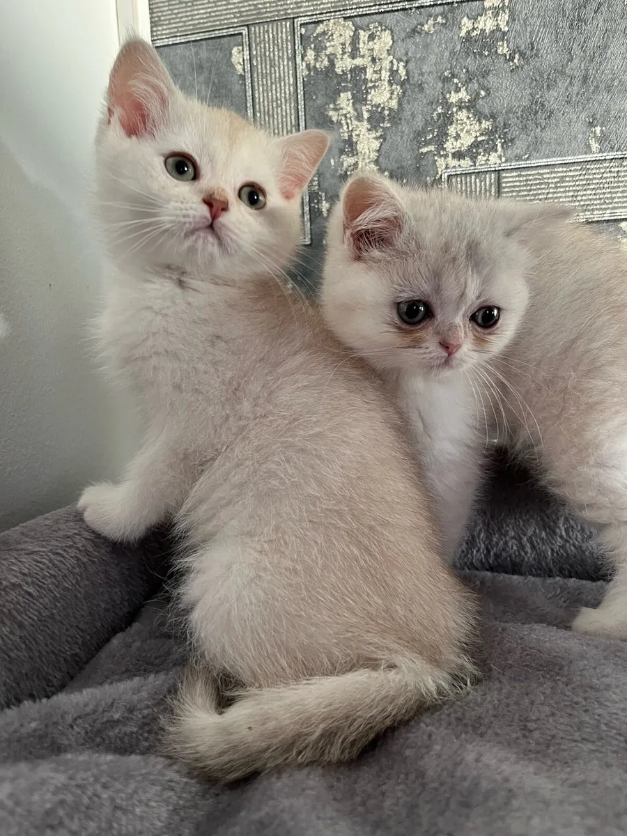 Scottish straight kittens - Image 2