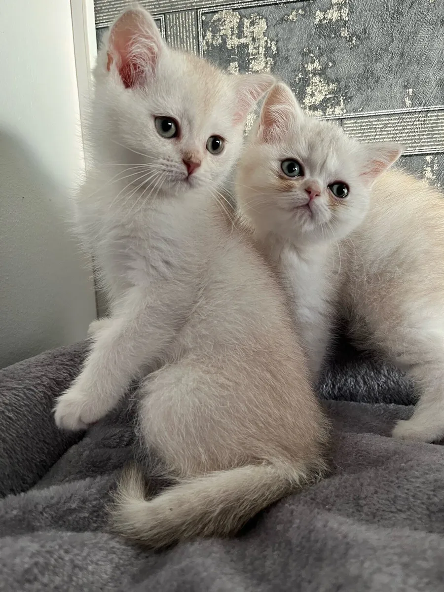 Scottish straight kittens - Image 4