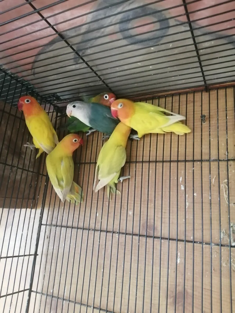 Hand fed conure,rossella, love birds, cockatiels, - Image 4