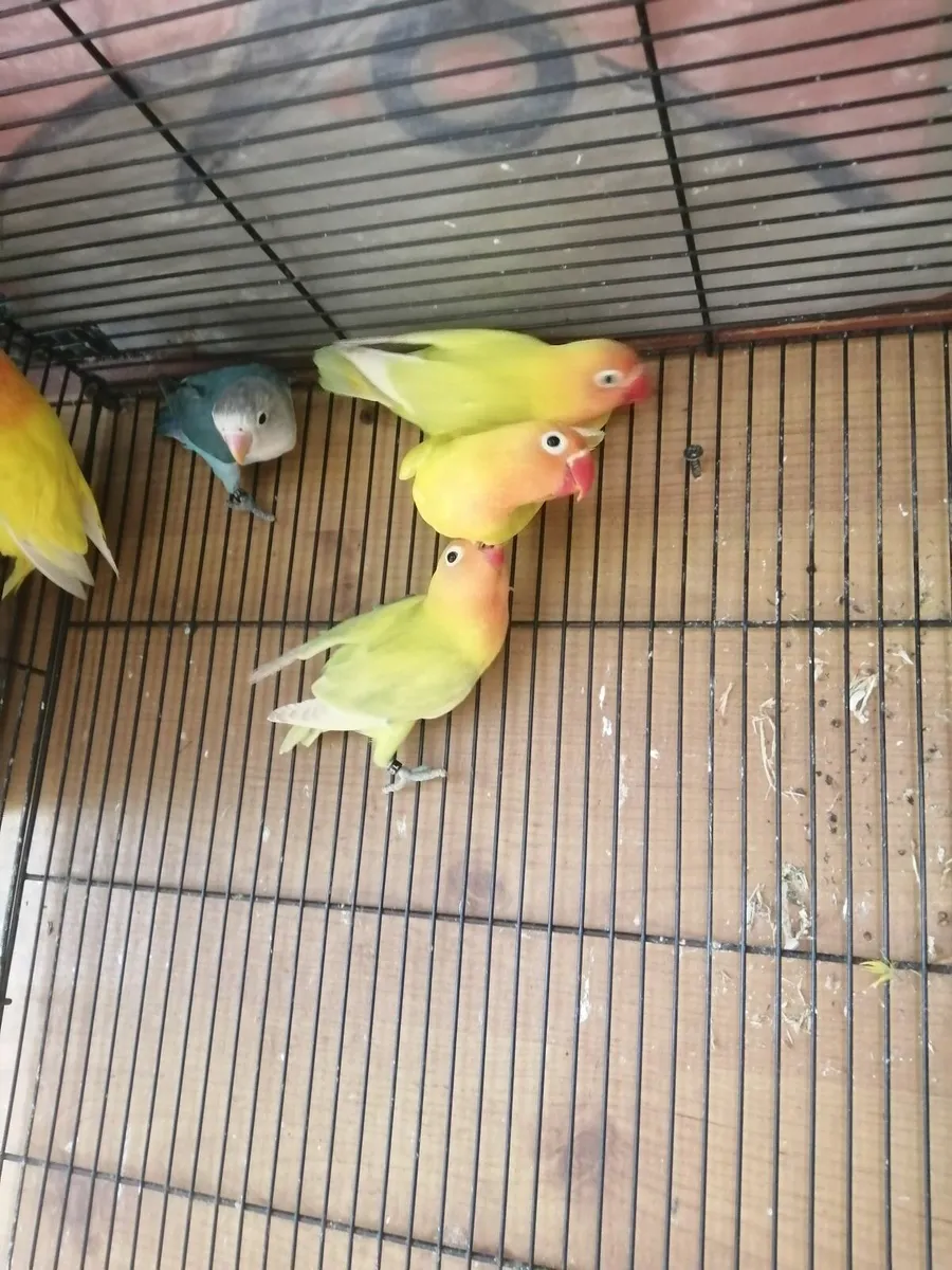 Hand fed conure, love birds, cockatiels,budgies - Image 2