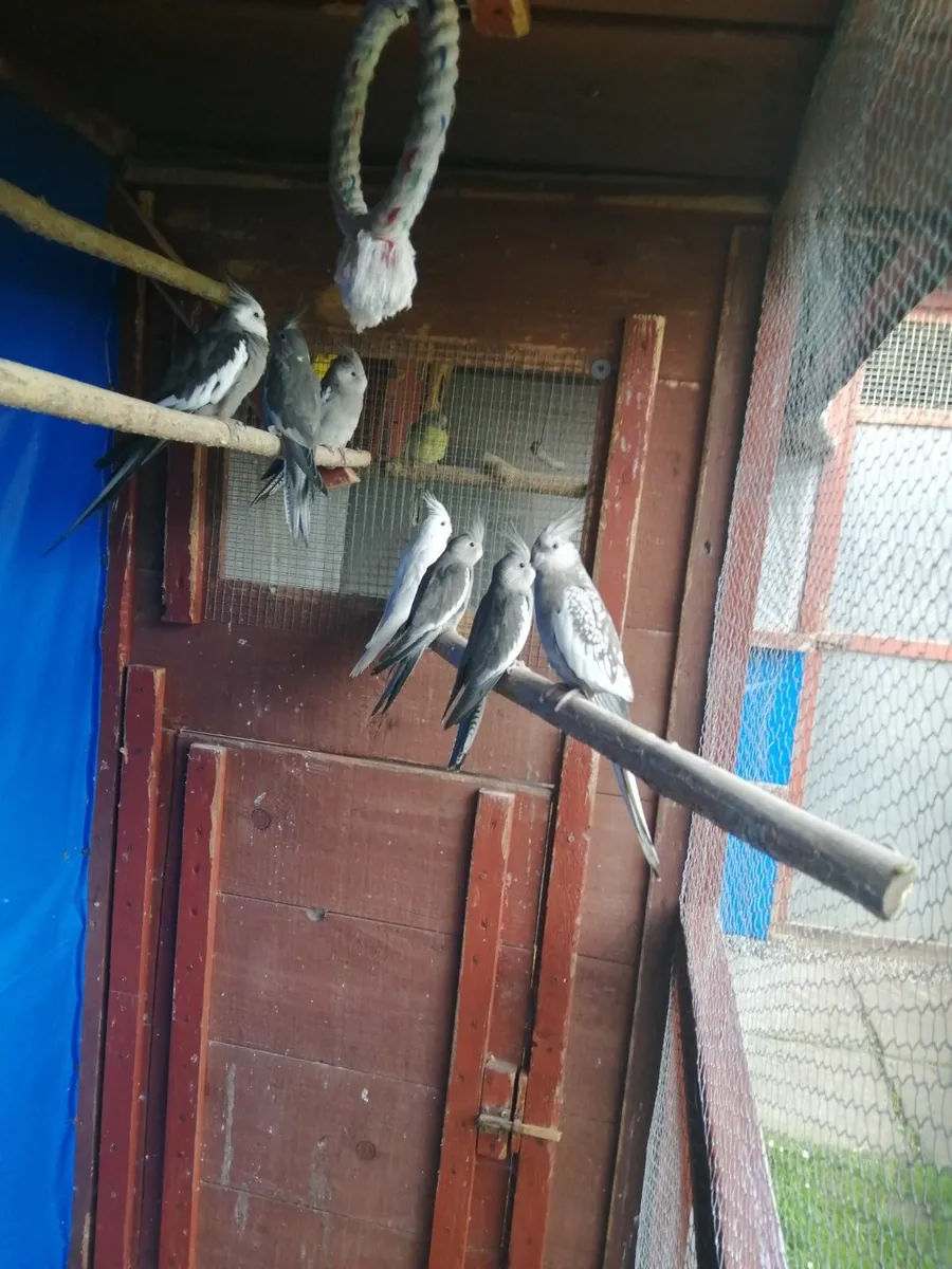 Hand fed conure, love birds, cockatiels,budgies - Image 3