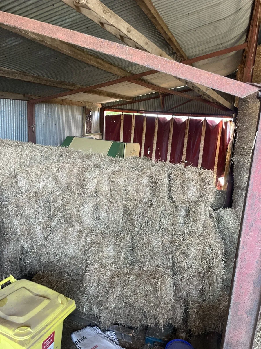 Small square bales of hay - Image 1