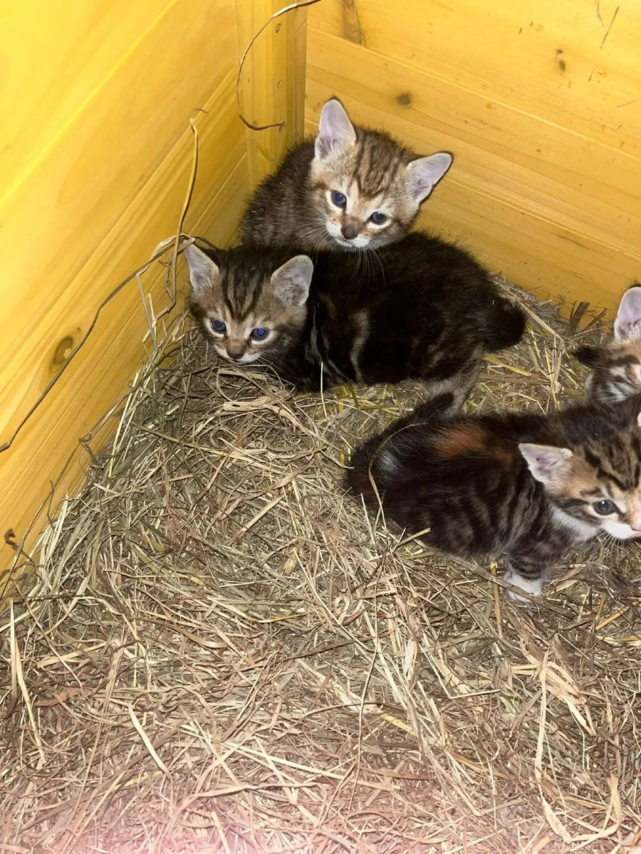 Cats